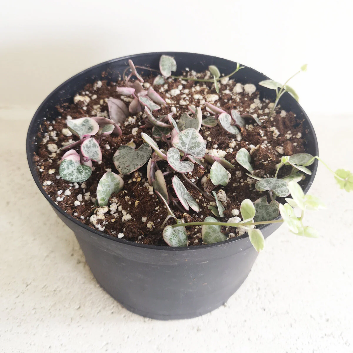 String of Heart Variegated - Image 2