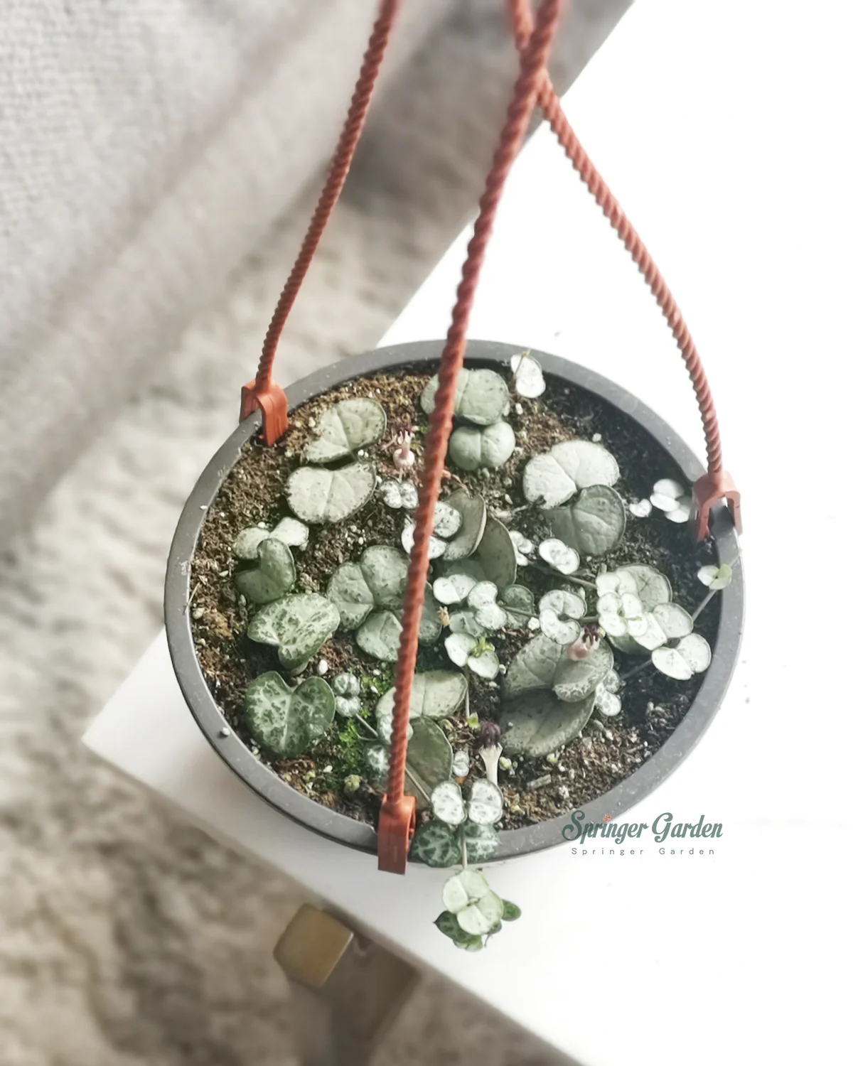String of Hearts Silver Glory - Image 3