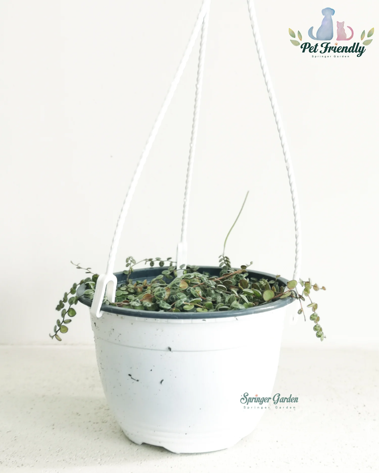 String of Turtles - Image 4