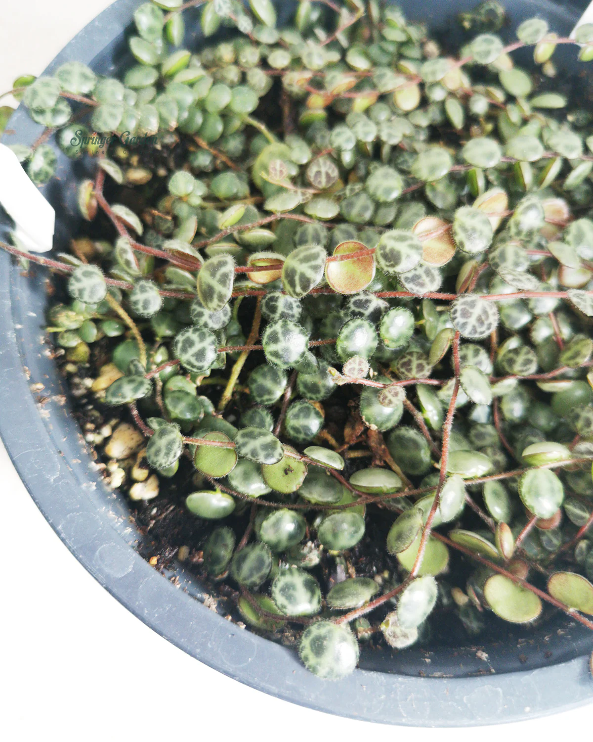 String of Turtles - Image 5