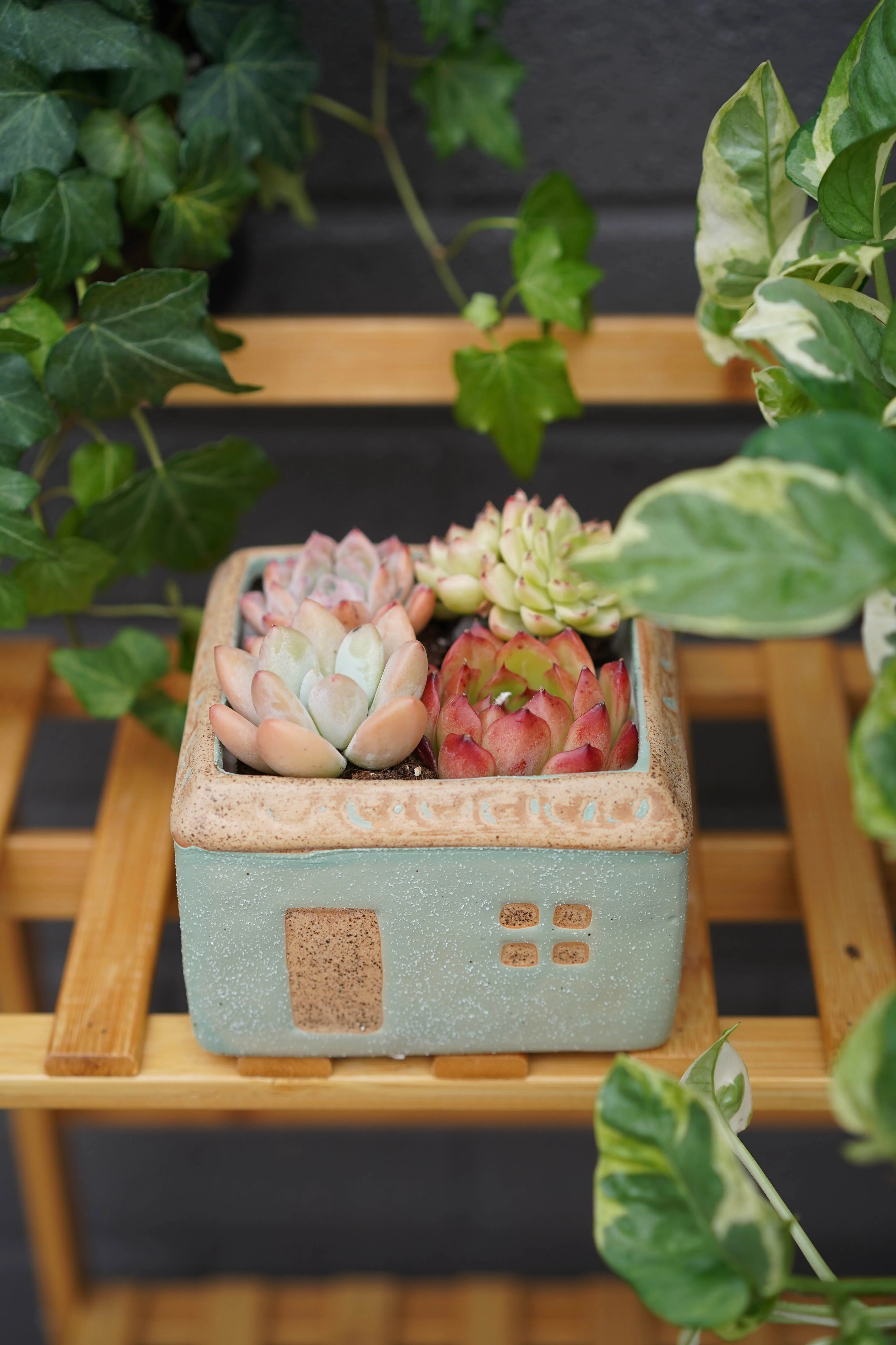 "Sweet Home" Succulent Assortment - Image 2