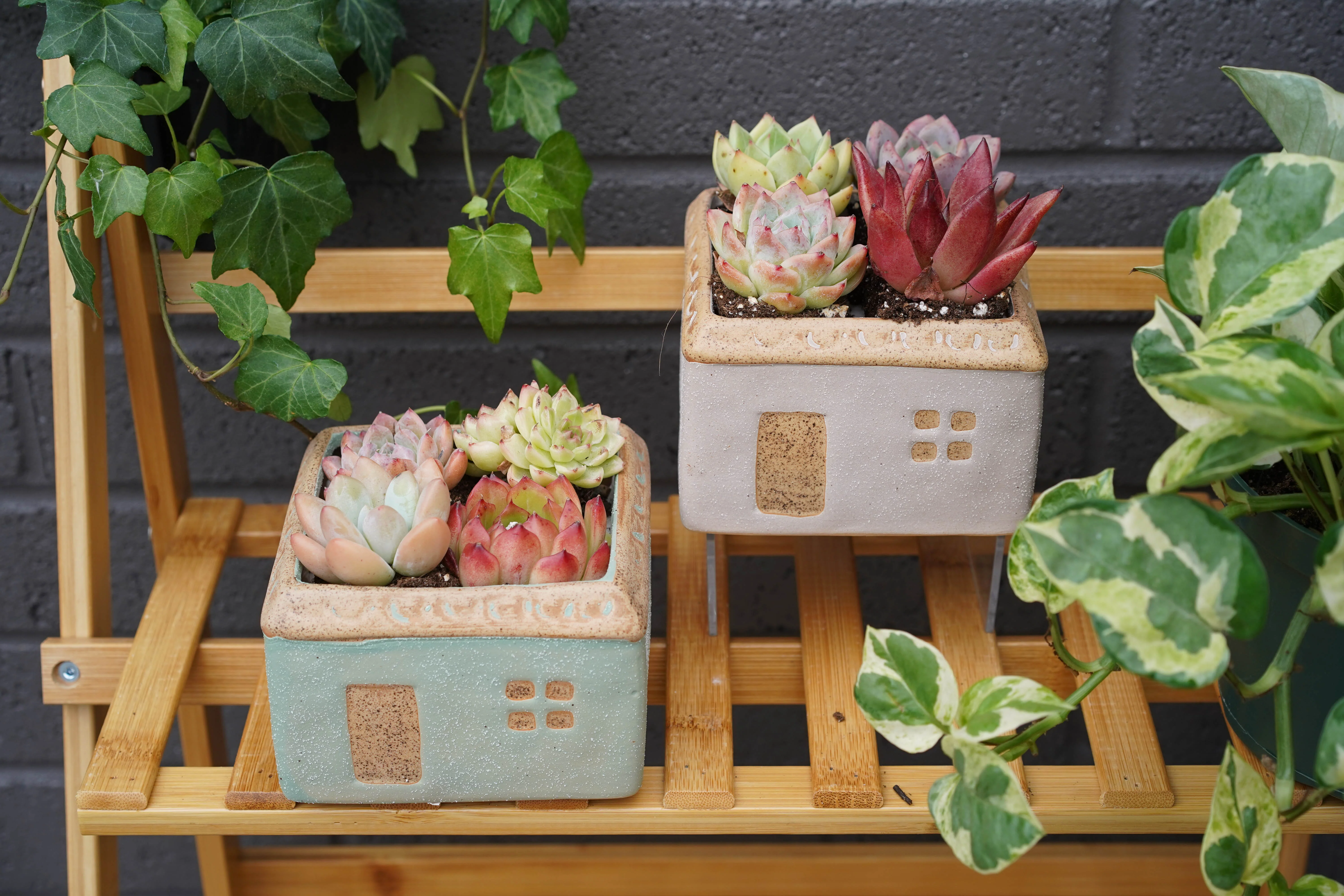 "Sweet Home" Succulent Assortment - Image 3