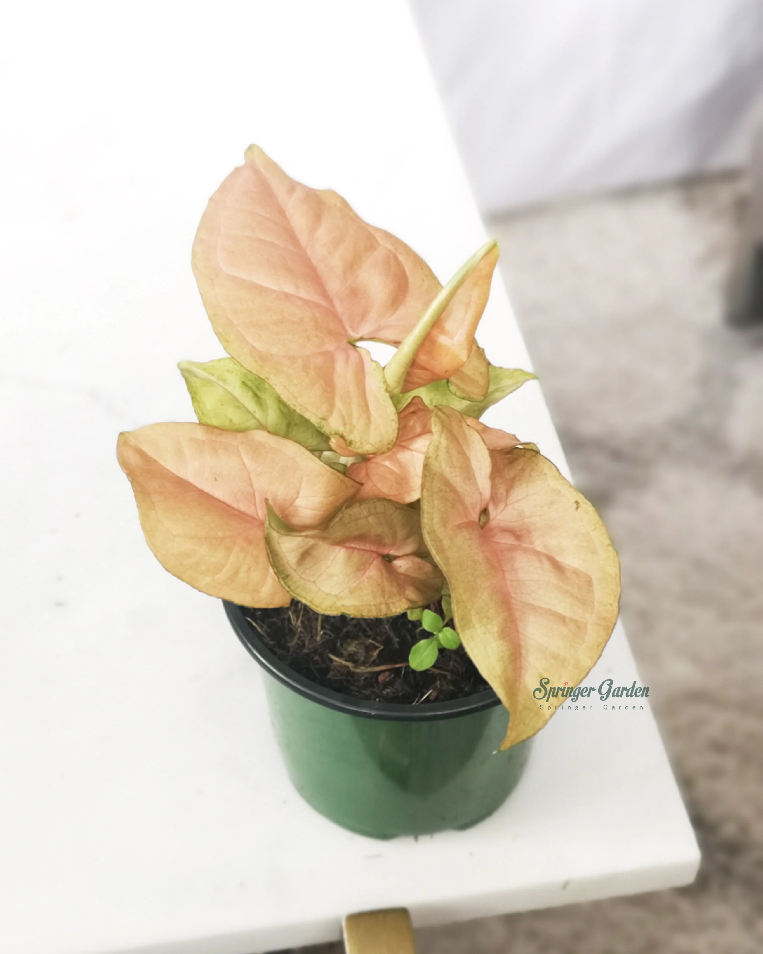 Syngonium Podophyllum Pink - Image 2