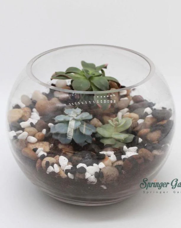 Terrariums