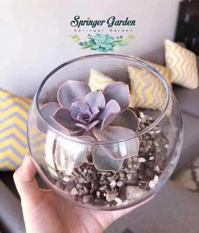Terrariums - Image 2
