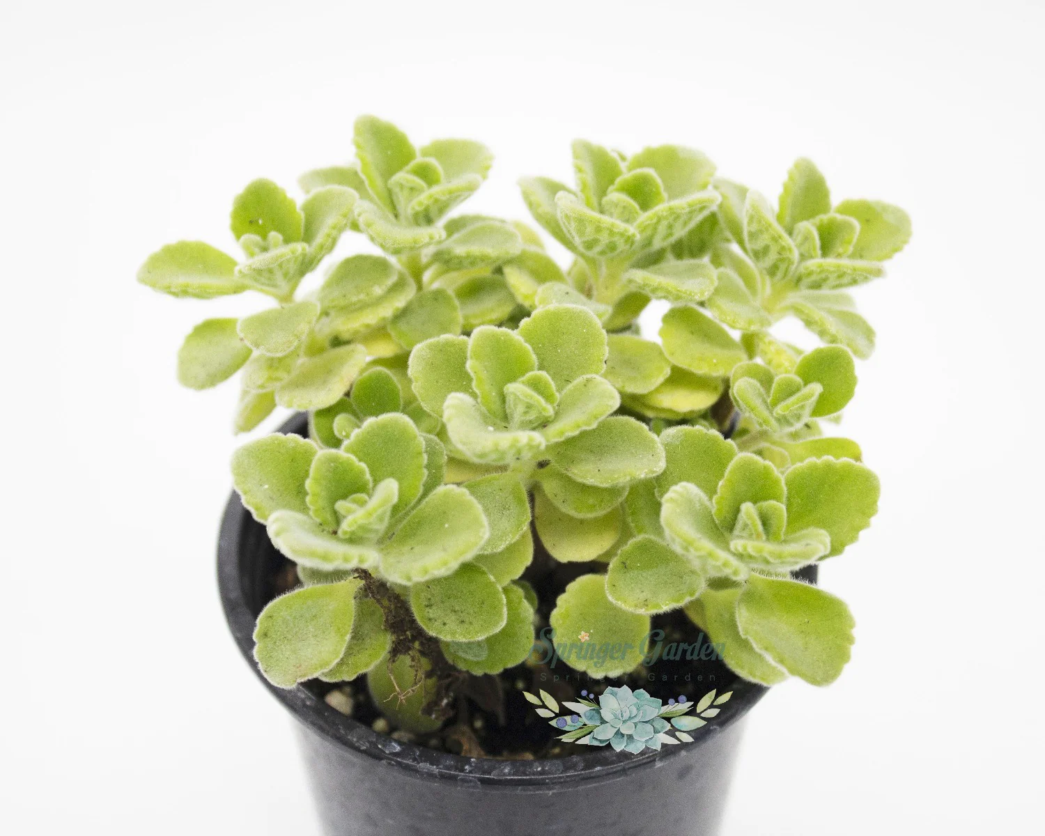 Plectranthus Cerveza'n Lime - Image 2