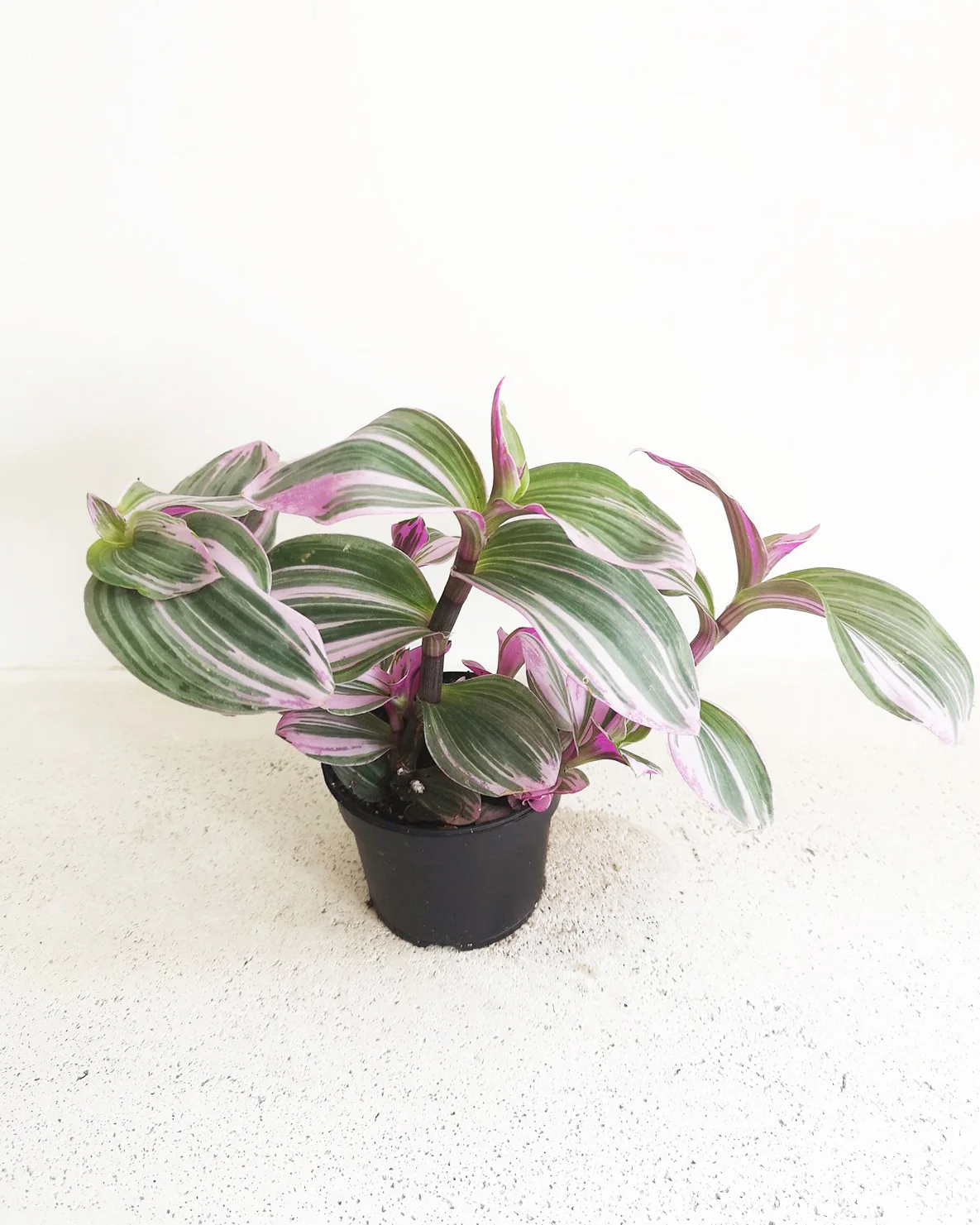 Tradescantia Nanouk - Image 2