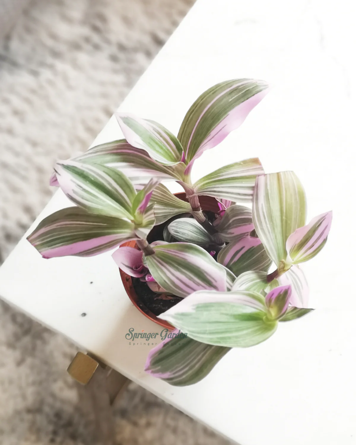 Tradescantia Nanouk - Image 3