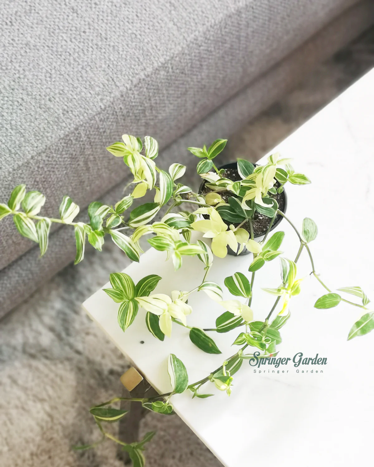 Tradescantia Fluminensis ‘Yellow Hill’ - Image 2