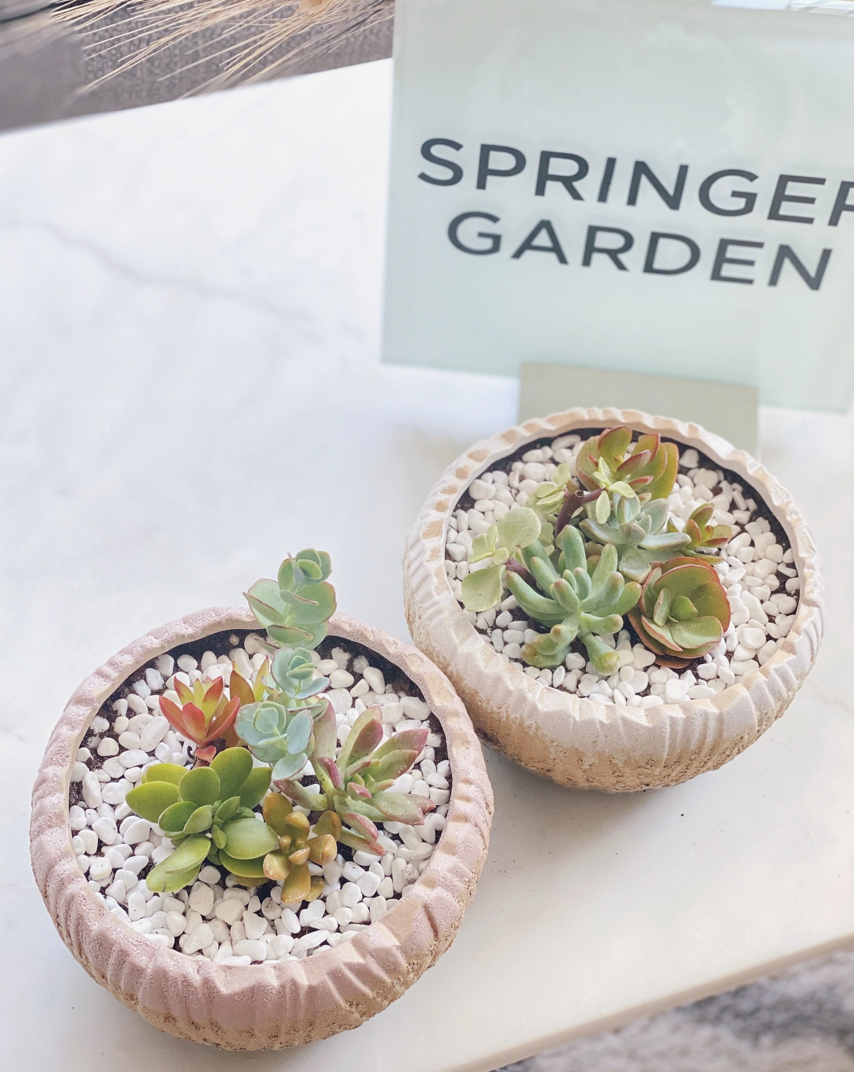 Succulent Arrangement Workshop - Image 2