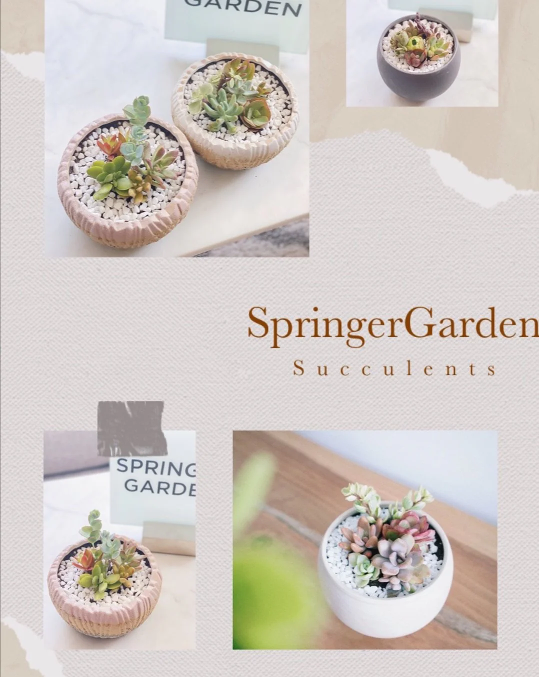 Succulent Arrangement Workshop - Image 4