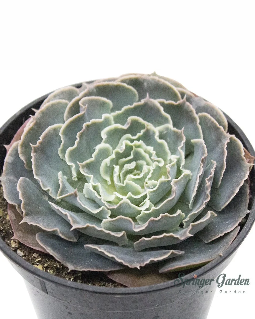 xSedeveria 'Blue Mist' - Image 2