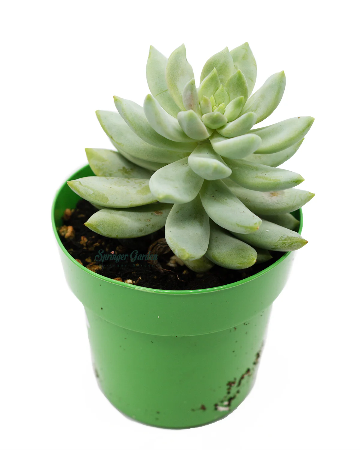 xSedeveria 'Harry Butterfield' - Image 2
