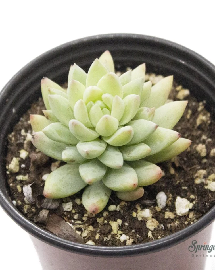 xSedeveria 'Harry Butterfield' - Image 3
