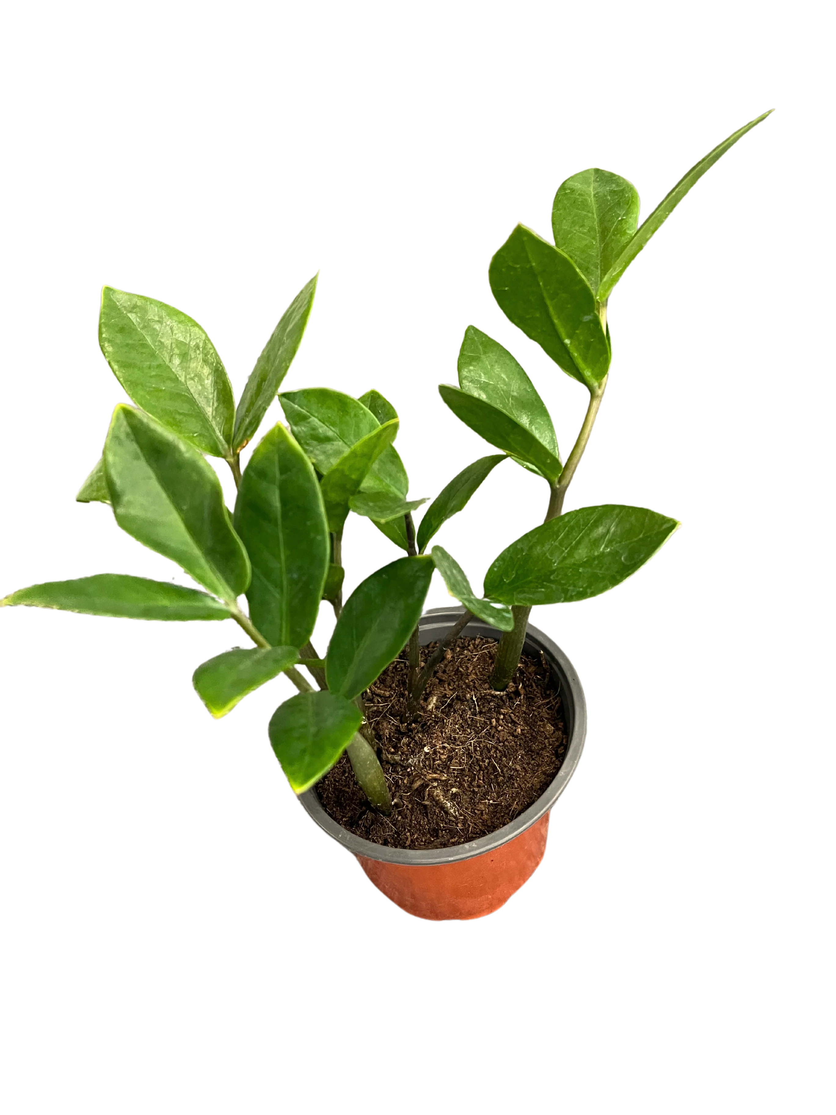 ZZ Plant