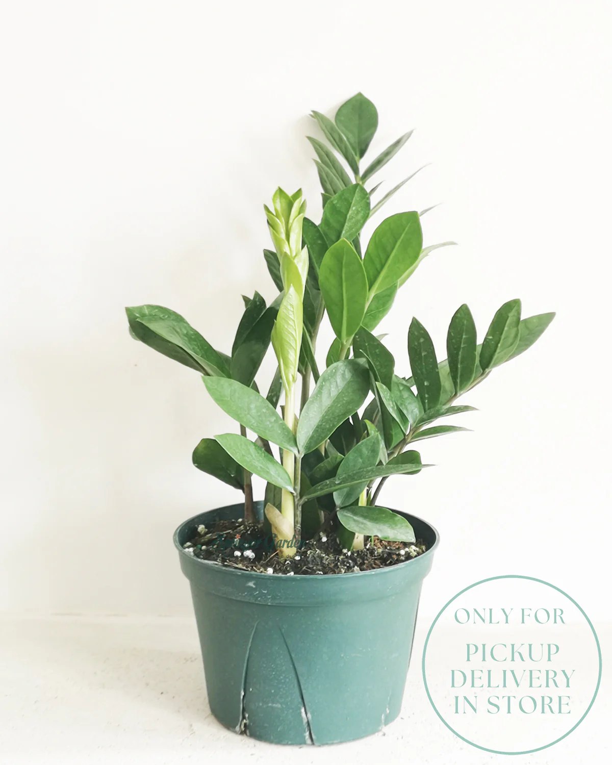 ZZ Plant - Image 2