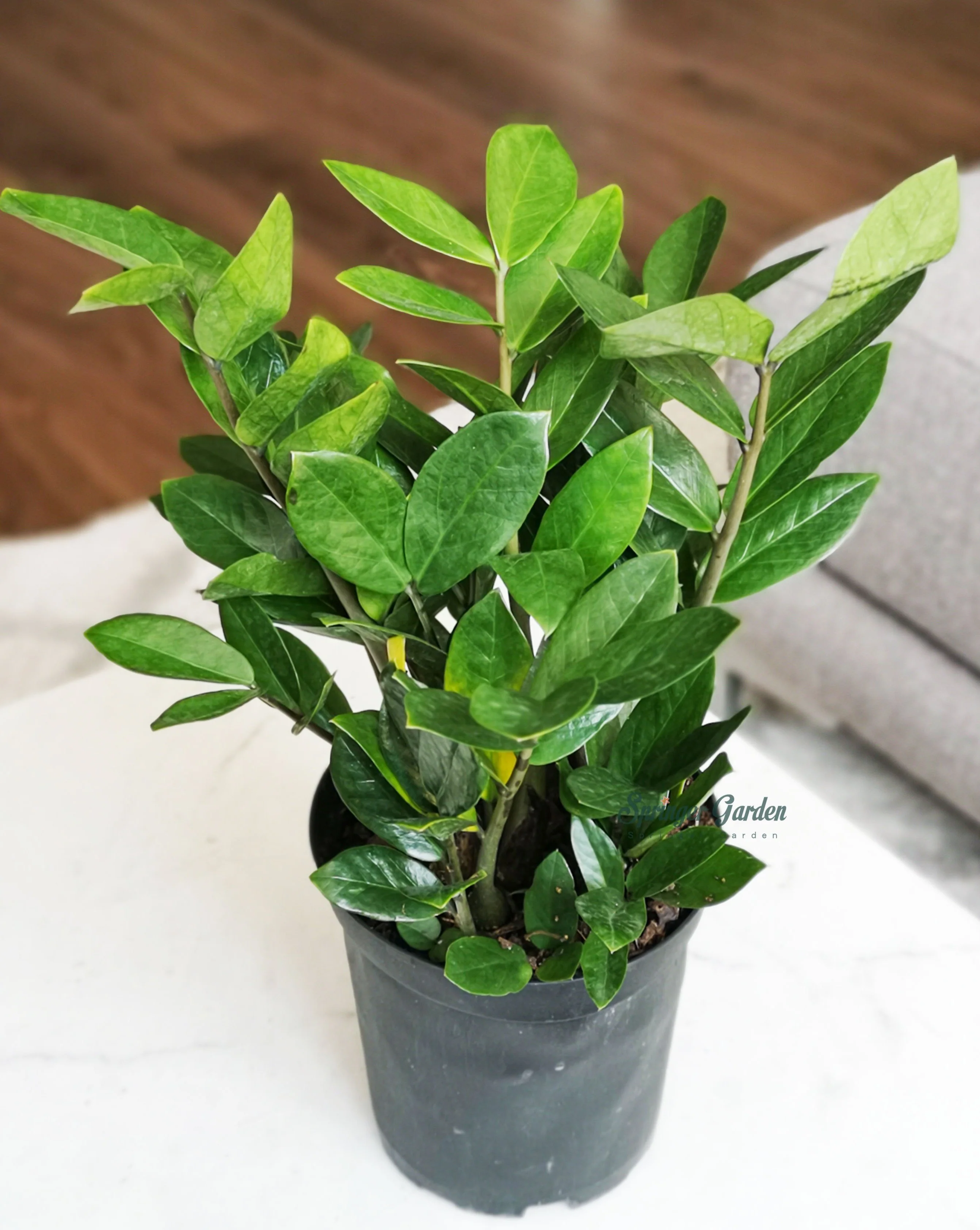 ZZ Plant - Image 3