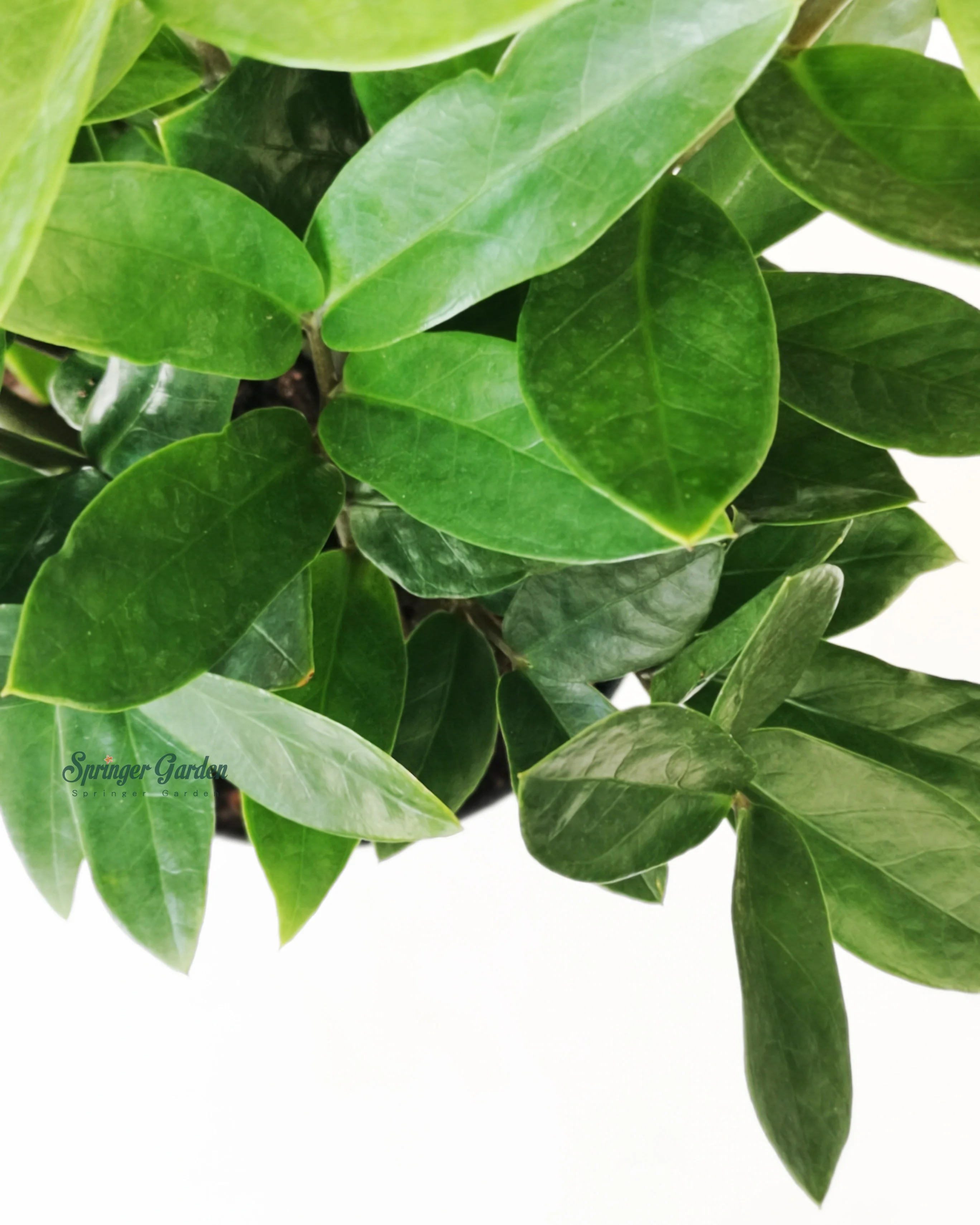 ZZ Plant - Image 4